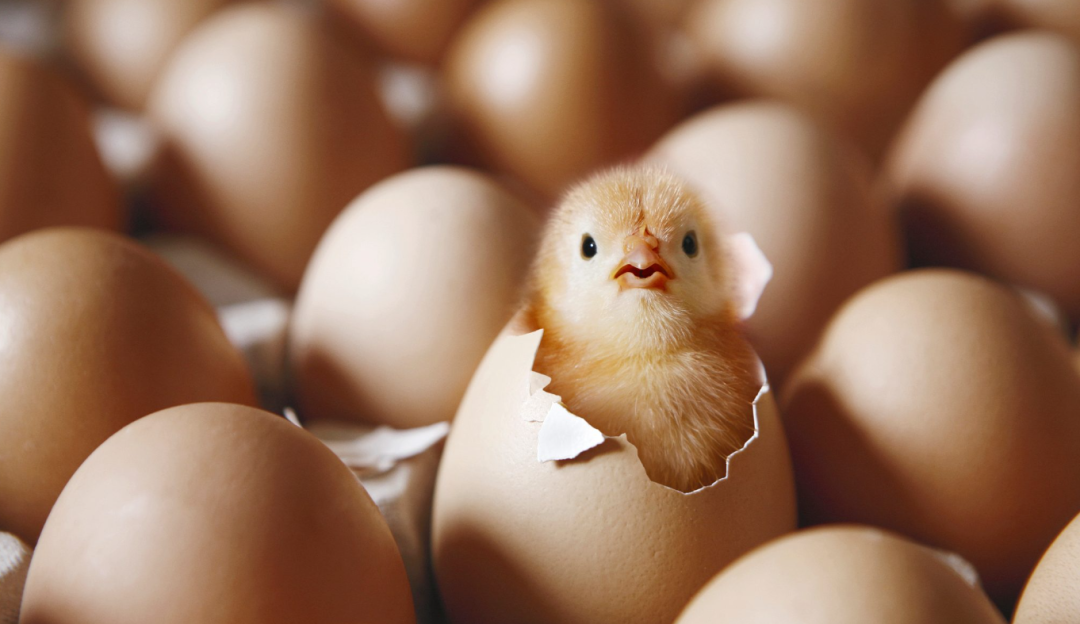 四喜：干嘛要聚焦束縛自己手腳？多業(yè)經(jīng)營(yíng)豈不是成功率更高？(圖2)